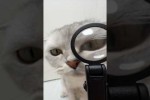 Video - Das Katzenklo