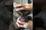 Video - Katze lässt nicht los