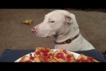Video - Funny DOGS - HOLD YOUR LAUGH IF YOU CAN