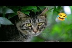 Video - Katzen sind lustig