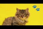 Video - Lustige Katzen