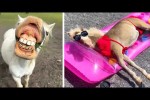 Video - Funniest Horse Moments Caught on Camera