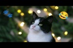 Video - Lustige Katzen
