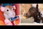 Video - Die besten Videos 2025 (Teil 39)