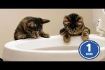 Video - Lustige Katzen 2025
