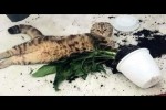 Video - Eine Zusammenstellung lustiger Katzen für gute Laune