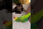 Video - Katze und Vogel