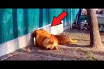 Video - Hunde gucken durch den Zaun