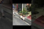 Video - Hunde können sich selber bespaßen