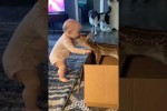 Video - Witzige Babies