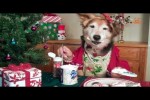 Video - Hunde-Weihnachten