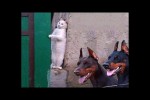 Video - Witzige Katzen und Hunde