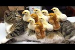 Video - Die lustigsten Tiere - Spaß mit Katzen und Hunden 2022 - 51