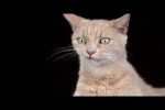 Video - Katzen schütteln sich in Zeitlupe