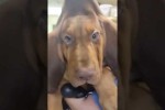 Video - Funny Cats and Dogs