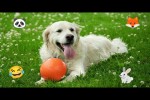Video - Lustige Hunde