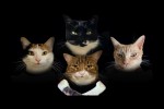 Video - Bohemian Catsody - A Rhapsody Parody Song for Every Cat Queen and King!