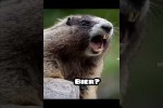 Video - Deutsche am Wochenende