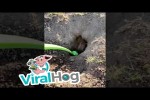 Video - Einem Erdhörnchen beim Graben helfen