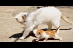 Video - Die lustigsten Tiere - Spaß mit Katzen und Hunden 2023 - LA 178