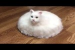 Video - Lustige Katzenvideos