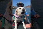 Video - Golden Retriever - was man erwartet und wie die Realitt aussieht