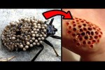 Video - Dinge, Die Du NIEMALS Mit Blo�en H�nden Ber�hren Solltest!