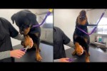 Video - Lustige Hunde