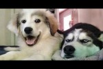 Video - Funniest Dog videos compilation