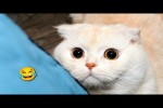 Video - Niedliche und lustige Katzenvideos