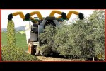 Video - Warum Olivenöl so teuer ist - Ernte und Verarbeitung von Oliven