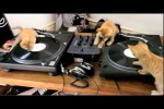 Video - die Kätzchen und der Plattenspieler