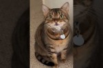 Video - Katze auf frischer Tat ertappt