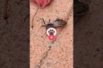 5 Tiere, die l�gen und manipulieren