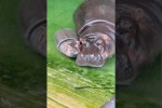 Video - Lustige Tiervideos