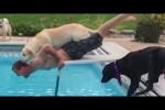 Video - You are luckier than these people! Funny Animals Trolling Human