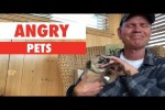 Video - Wenn Tiere sauer sind