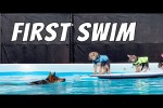 Video - Welpen lernen Schwimmen