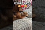 Video - Tiere in Action