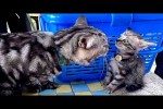 Video - Die lustigsten Tiere - Spaß mit Katzen und Hunden 2022 - LA #34