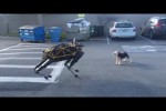 Video - Hund gegen Roboter