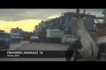 Video - FRANKEN ANIMALS 16