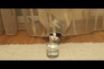 Video - Cat and Soda