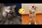 Video - Funny Cat Compilation 01