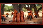 Video - Der Prozess Der Korkherstellung - Ernte Von Millionen Bäumen Um Tonnen Von Kork Zu Produzieren
