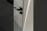 Video - Lautes Kindergeschrei