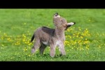Video - Lustige und liebe Tiere