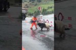 Video - Ganz normal in der Schweiz