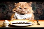 Video - Katzendiät! Eine Zusammenstellung lustiger Katzen und Kätzchen für gute Laune