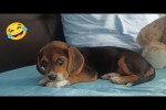 Video - Lustige Hunde